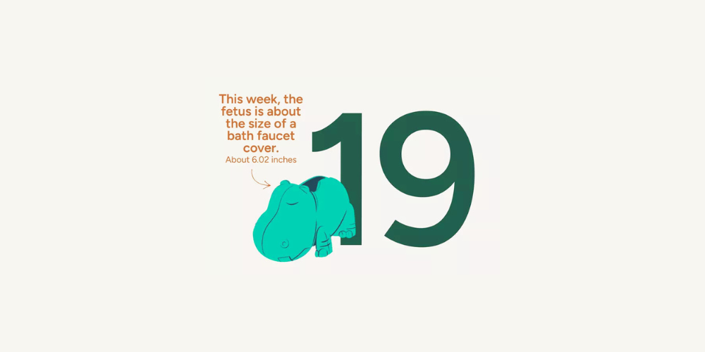 Pregnancy Week by Week: Week 19