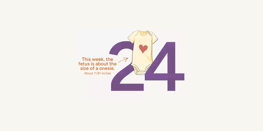 Pregnancy Week by Week: Week 24
