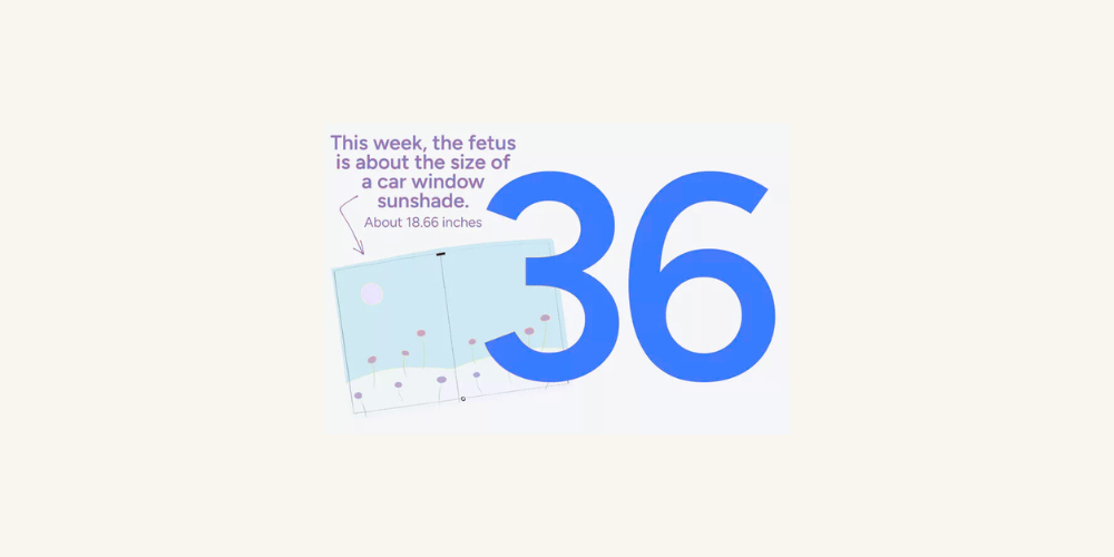 Week 36 Cartoon Pregnancy Week by Week: Week 36 – Baby Central Singapore